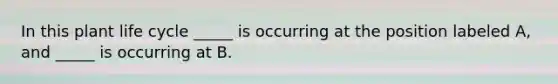 In this plant life cycle _____ is occurring at the position labeled A, and _____ is occurring at B.