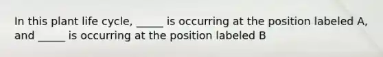 In this plant life cycle, _____ is occurring at the position labeled A, and _____ is occurring at the position labeled B