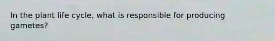 In the plant life cycle, what is responsible for producing gametes?
