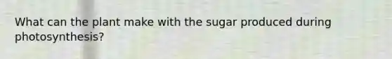 What can the plant make with the sugar produced during photosynthesis?