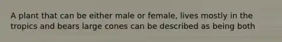 A plant that can be either male or female, lives mostly in the tropics and bears large cones can be described as being both