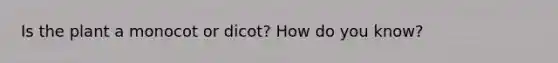 Is the plant a monocot or dicot? How do you know?