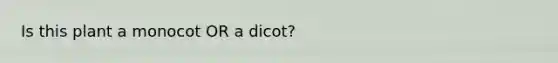 Is this plant a monocot OR a dicot?