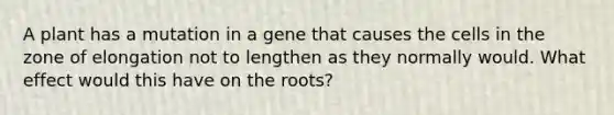 A plant has a mutation in a gene that causes the cells in the zone of elongation not to lengthen as they normally would. What effect would this have on the roots?