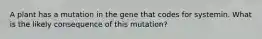 A plant has a mutation in the gene that codes for systemin. What is the likely consequence of this mutation?