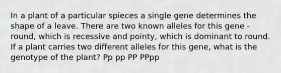 In a plant of a particular spieces a single gene determines the shape of a leave. There are two known alleles for this gene - round, which is recessive and pointy, which is dominant to round. If a plant carries two different alleles for this gene, what is the genotype of the plant? Pp pp PP PPpp