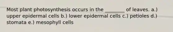 Most plant photosynthesis occurs in the ________ of leaves. a.) upper epidermal cells b.) lower epidermal cells c.) petioles d.) stomata e.) mesophyll cells