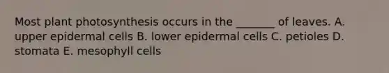 Most plant photosynthesis occurs in the _______ of leaves. A. upper epidermal cells B. lower epidermal cells C. petioles D. stomata E. mesophyll cells