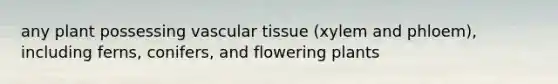 any plant possessing vascular tissue (xylem and phloem), including ferns, conifers, and flowering plants