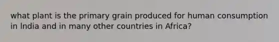 what plant is the primary grain produced for human consumption in lndia and in many other countries in Africa?