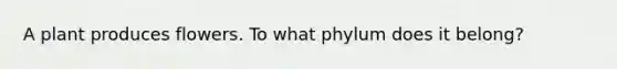 A plant produces flowers. To what phylum does it belong?