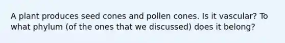 A plant produces seed cones and pollen cones. Is it vascular? To what phylum (of the ones that we discussed) does it belong?