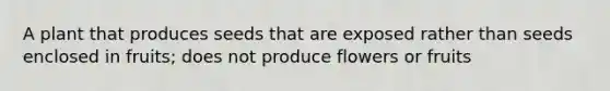 A plant that produces seeds that are exposed rather than seeds enclosed in fruits; does not produce flowers or fruits