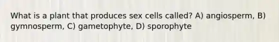 What is a plant that produces sex cells called? A) angiosperm, B) gymnosperm, C) gametophyte, D) sporophyte