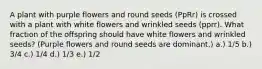 A plant with purple flowers and round seeds (PpRr) is crossed with a plant with white flowers and wrinkled seeds (pprr). What fraction of the offspring should have white flowers and wrinkled seeds? (Purple flowers and round seeds are dominant.) a.) 1/5 b.) 3/4 c.) 1/4 d.) 1/3 e.) 1/2