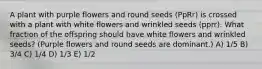 A plant with purple flowers and round seeds (PpRr) is crossed with a plant with white flowers and wrinkled seeds (pprr). What fraction of the offspring should have white flowers and wrinkled seeds? (Purple flowers and round seeds are dominant.) A) 1/5 B) 3/4 C) 1/4 D) 1/3 E) 1/2