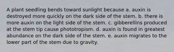 A plant seedling bends toward sunlight because a. auxin is destroyed more quickly on the dark side of the stem. b. there is more auxin on the light side of the stem. c. gibberellins produced at the stem tip cause phototropism. d. auxin is found in greatest abundance on the dark side of the stem. e. auxin migrates to the lower part of the stem due to gravity.