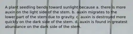 A plant seedling bends toward sunlight because a. there is more auxin on the light side of the stem. b. auxin migrates to the lower part of the stem due to gravity. c. auxin is destroyed more quickly on the dark side of the stem. d. auxin is found in greatest abundance on the dark side of the stem.