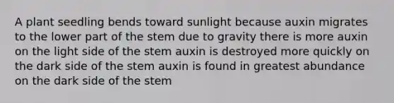 A plant seedling bends toward sunlight because auxin migrates to the lower part of the stem due to gravity there is more auxin on the light side of the stem auxin is destroyed more quickly on the dark side of the stem auxin is found in greatest abundance on the dark side of the stem