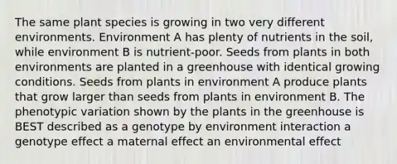 The same plant species is growing in two very different environments. Environment A has plenty of nutrients in the soil, while environment B is nutrient-poor. Seeds from plants in both environments are planted in a greenhouse with identical growing conditions. Seeds from plants in environment A produce plants that grow larger than seeds from plants in environment B. The phenotypic variation shown by the plants in the greenhouse is BEST described as a genotype by environment interaction a genotype effect a maternal effect an environmental effect