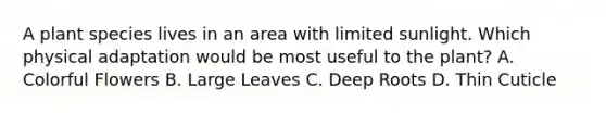 A plant species lives in an area with limited sunlight. Which physical adaptation would be most useful to the plant? A. Colorful Flowers B. Large Leaves C. Deep Roots D. Thin Cuticle