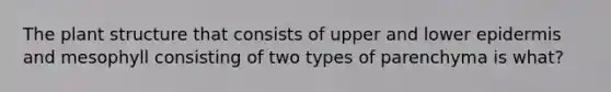 The plant structure that consists of upper and lower epidermis and mesophyll consisting of two types of parenchyma is what?