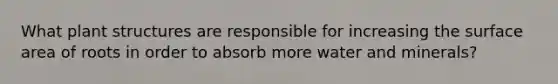 What plant structures are responsible for increasing the surface area of roots in order to absorb more water and minerals?