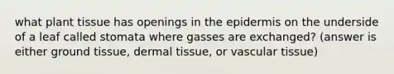 what plant tissue has openings in the epidermis on the underside of a leaf called stomata where gasses are exchanged? (answer is either ground tissue, dermal tissue, or vascular tissue)