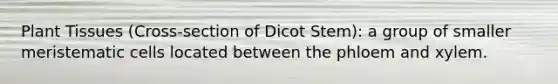 Plant Tissues (Cross-section of Dicot Stem): a group of smaller meristematic cells located between the phloem and xylem.