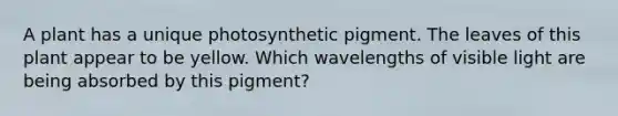 A plant has a unique photosynthetic pigment. The leaves of this plant appear to be yellow. Which wavelengths of visible light are being absorbed by this pigment?