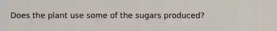 Does the plant use some of the sugars produced?