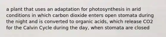 a plant that uses an adaptation for photosynthesis in arid conditions in which carbon dioxide enters open stomata during the night and is converted to organic acids, which release CO2 for the Calvin Cycle during the day, when stomata are closed