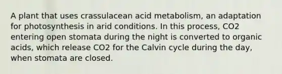 A plant that uses crassulacean acid metabolism, an adaptation for photosynthesis in arid conditions. In this process, CO2 entering open stomata during the night is converted to organic acids, which release CO2 for the Calvin cycle during the day, when stomata are closed.