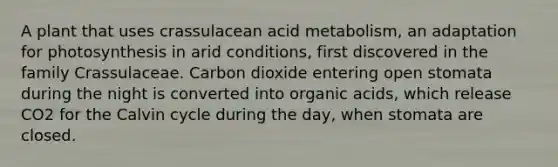 A plant that uses crassulacean acid metabolism, an adaptation for photosynthesis in arid conditions, first discovered in the family Crassulaceae. Carbon dioxide entering open stomata during the night is converted into organic acids, which release CO2 for the Calvin cycle during the day, when stomata are closed.