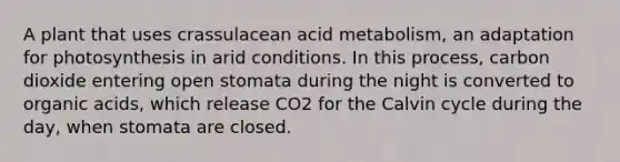 A plant that uses crassulacean acid metabolism, an adaptation for photosynthesis in arid conditions. In this process, carbon dioxide entering open stomata during the night is converted to organic acids, which release CO2 for the Calvin cycle during the day, when stomata are closed.