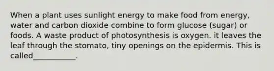 When a plant uses sunlight energy to make food from energy, water and carbon dioxide combine to form glucose (sugar) or foods. A waste product of photosynthesis is oxygen. it leaves the leaf through the stomato, tiny openings on the epidermis. This is called___________.