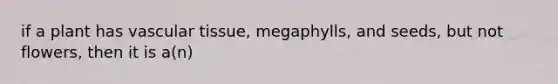 if a plant has vascular tissue, megaphylls, and seeds, but not flowers, then it is a(n)