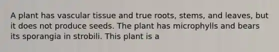 A plant has vascular tissue and true roots, stems, and leaves, but it does not produce seeds. The plant has microphylls and bears its sporangia in strobili. This plant is a