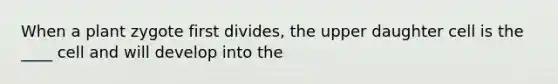 When a plant zygote first divides, the upper daughter cell is the ____ cell and will develop into the