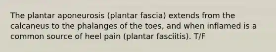 The plantar aponeurosis (plantar fascia) extends from the calcaneus to the phalanges of the toes, and when inflamed is a common source of heel pain (plantar fasciitis). T/F