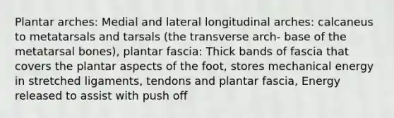 Plantar arches: Medial and lateral longitudinal arches: calcaneus to metatarsals and tarsals (the transverse arch- base of the metatarsal bones), plantar fascia: Thick bands of fascia that covers the plantar aspects of the foot, stores mechanical energy in stretched ligaments, tendons and plantar fascia, Energy released to assist with push off