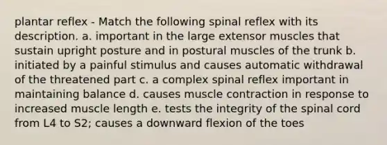 plantar reflex - Match the following spinal reflex with its description. a. important in the large extensor muscles that sustain upright posture and in postural muscles of the trunk b. initiated by a painful stimulus and causes automatic withdrawal of the threatened part c. a complex spinal reflex important in maintaining balance d. causes muscle contraction in response to increased muscle length e. tests the integrity of the spinal cord from L4 to S2; causes a downward flexion of the toes