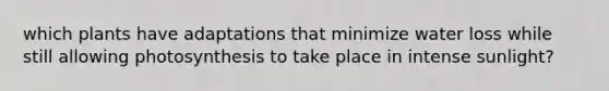 which plants have adaptations that minimize water loss while still allowing photosynthesis to take place in intense sunlight?