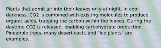 Plants that admit air into their leaves only at night. In cool darkness, CO2 is combined with existing molecules to produce organic acids, trapping the carbon within the leaves. During the daytime CO2 is released, enabling carbohydrate production. Pineapple trees, many desert cacti, and "ice plants" are examples.