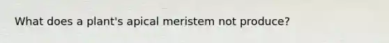 What does a plant's apical meristem not produce?