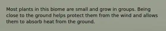 Most plants in this biome are small and grow in groups. Being close to the ground helps protect them from the wind and allows them to absorb heat from the ground.