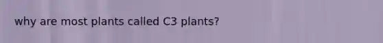 why are most plants called C3 plants?