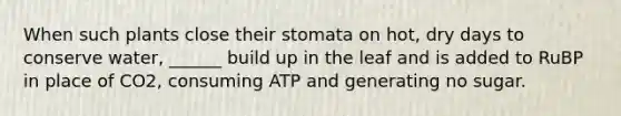 When such plants close their stomata on hot, dry days to conserve water, ______ build up in the leaf and is added to RuBP in place of CO2, consuming ATP and generating no sugar.