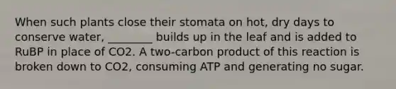 When such plants close their stomata on hot, dry days to conserve water, ________ builds up in the leaf and is added to RuBP in place of CO2. A two-carbon product of this reaction is broken down to CO2, consuming ATP and generating no sugar.