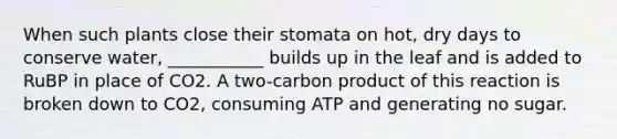 When such plants close their stomata on hot, dry days to conserve water, ___________ builds up in the leaf and is added to RuBP in place of CO2. A two-carbon product of this reaction is broken down to CO2, consuming ATP and generating no sugar.